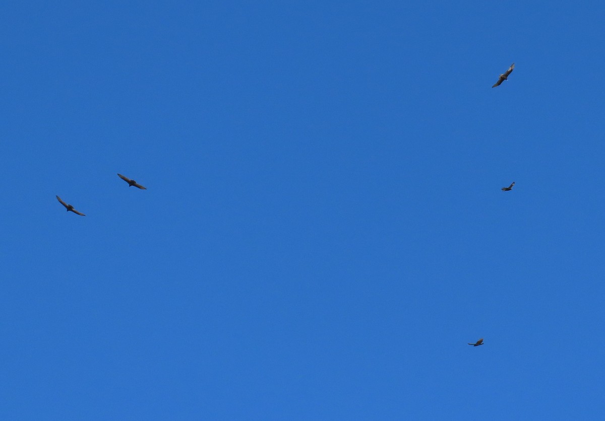 Turkey Vulture - ML641672863