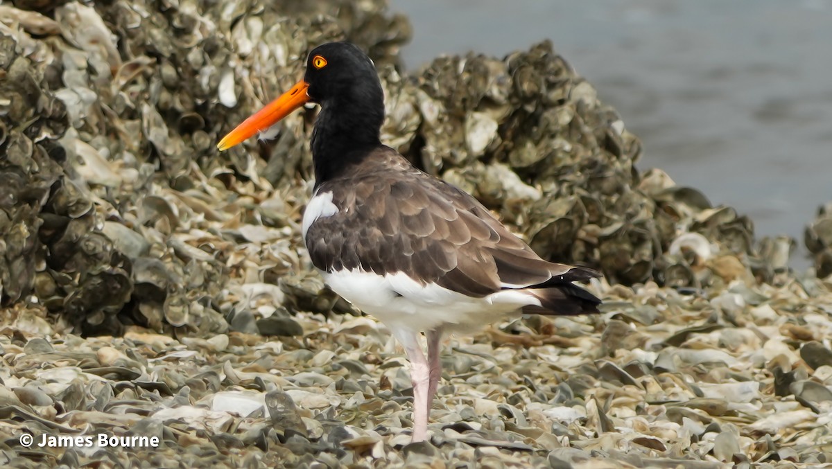 American Oystercatcher - ML641672864