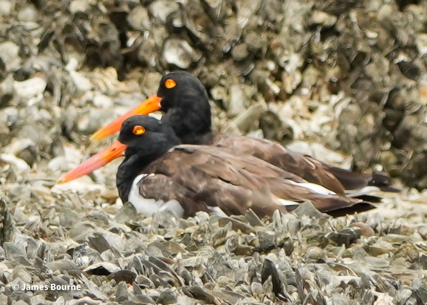 American Oystercatcher - ML641672865