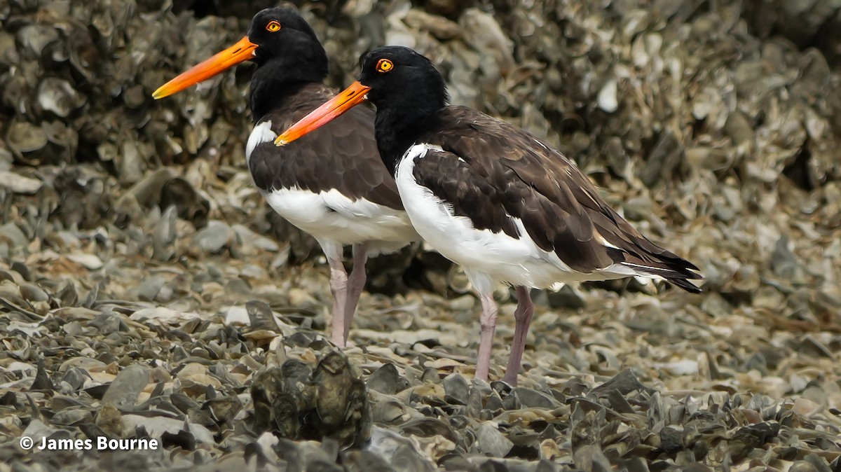 American Oystercatcher - ML641672866