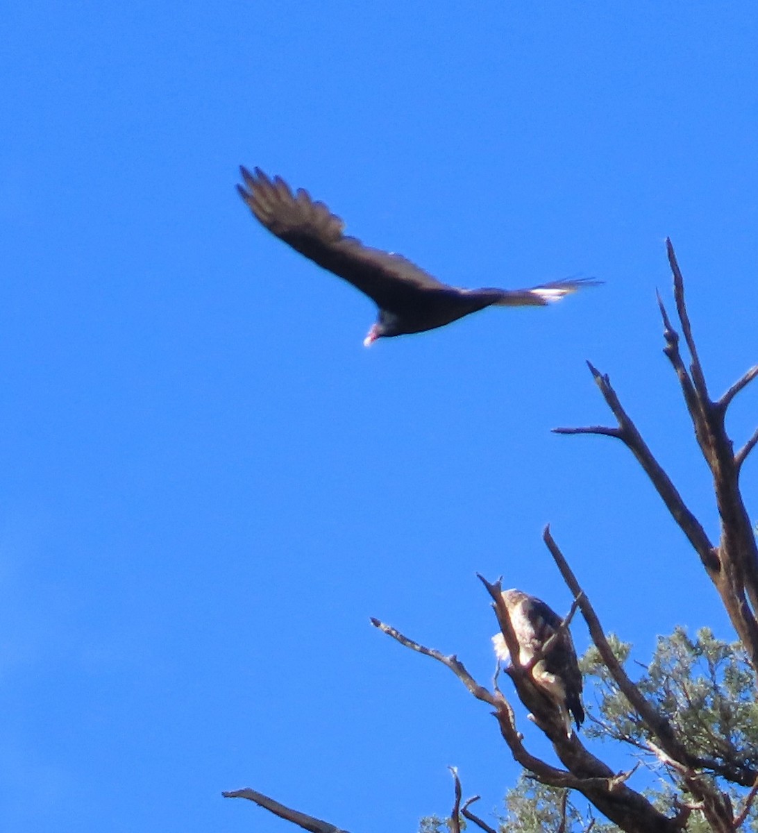 Turkey Vulture - ML641672872