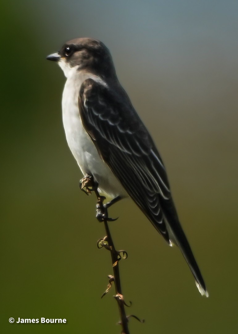Eastern Kingbird - ML641672876