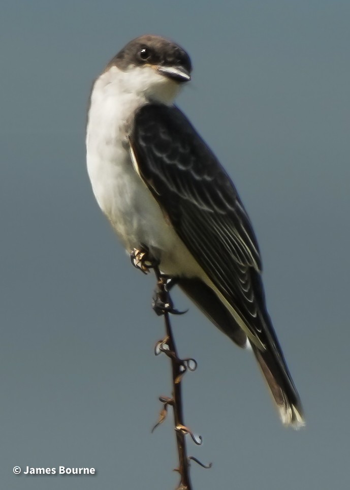 Eastern Kingbird - ML641672877