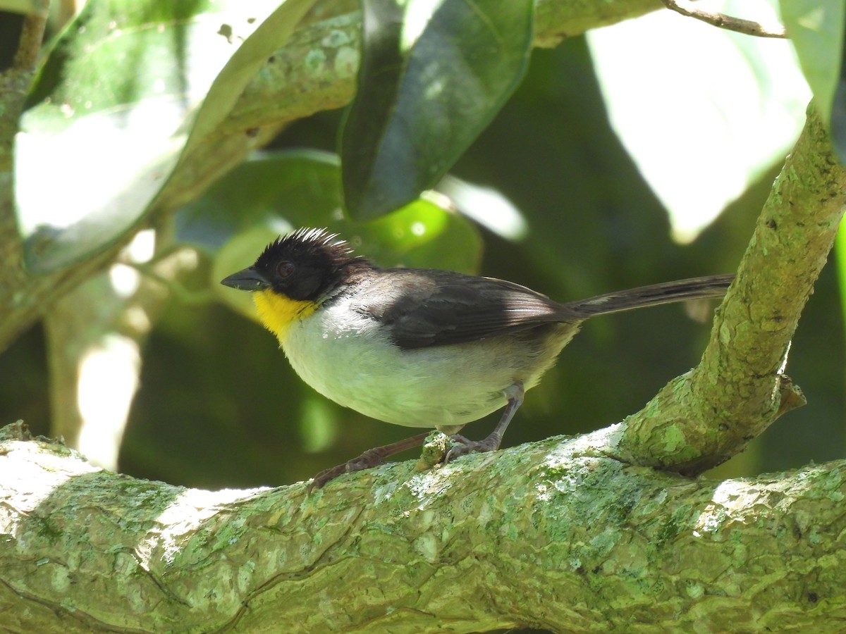 White-naped Brushfinch - ML641672880