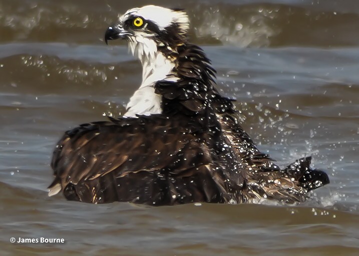 Osprey - ML641672881
