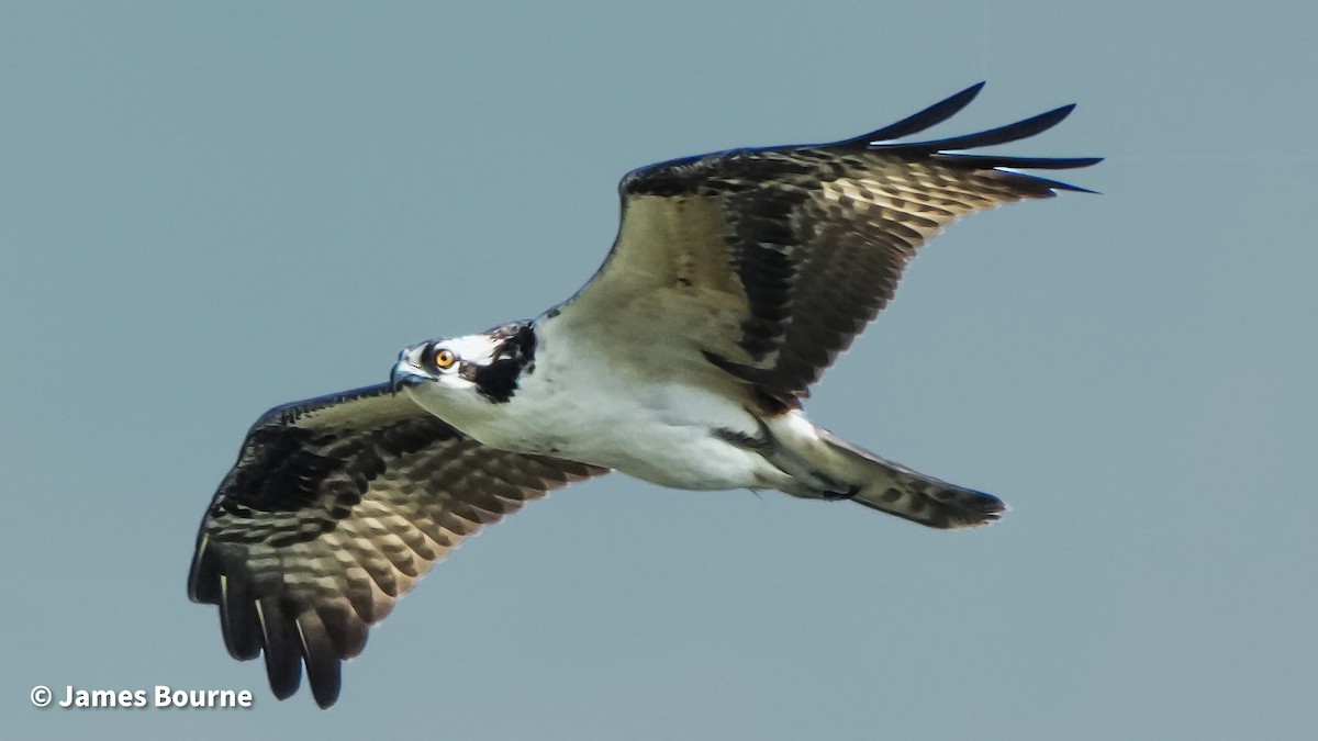 Osprey - ML641672882