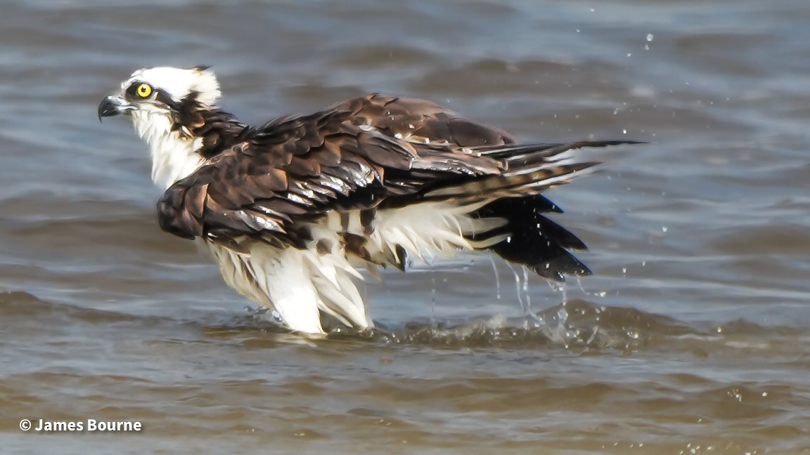 Osprey - ML641672883