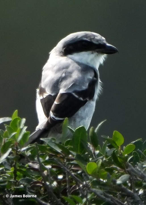 Loggerhead Shrike - ML641672888