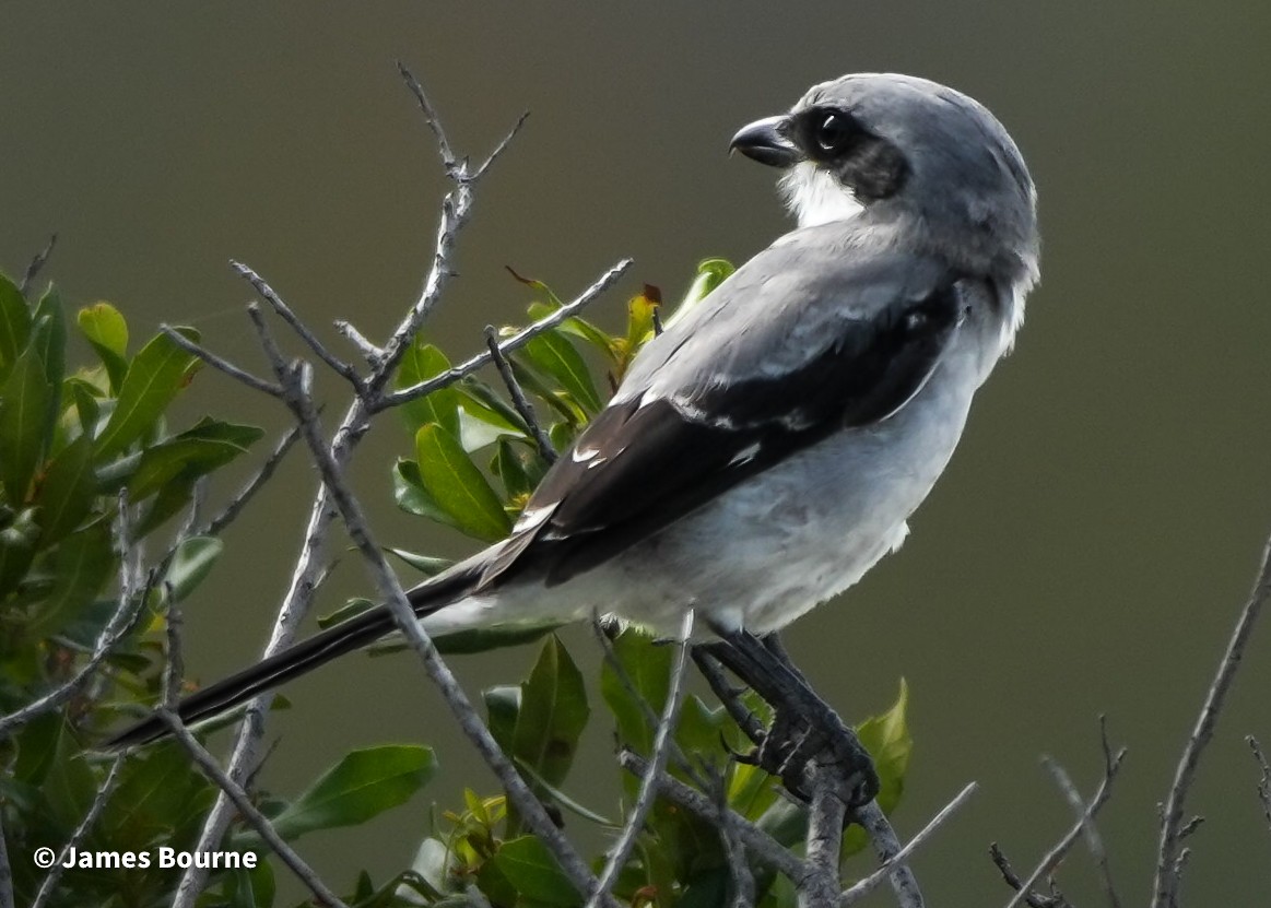 Loggerhead Shrike - ML641672889