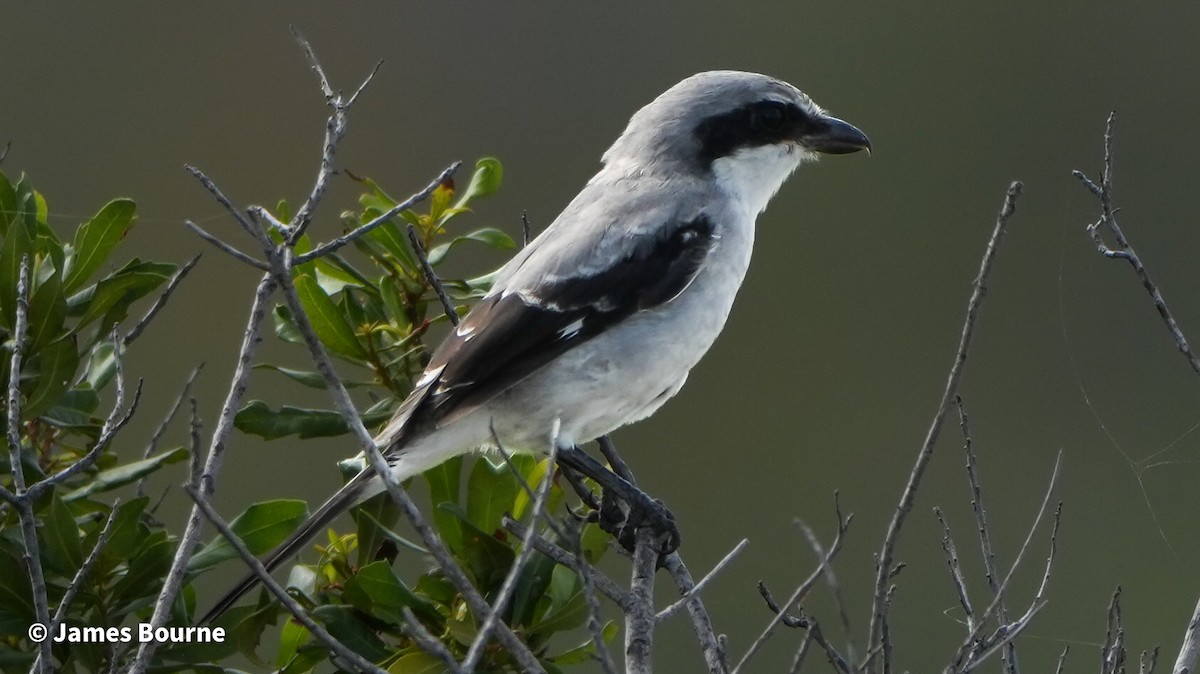 Loggerhead Shrike - ML641672890