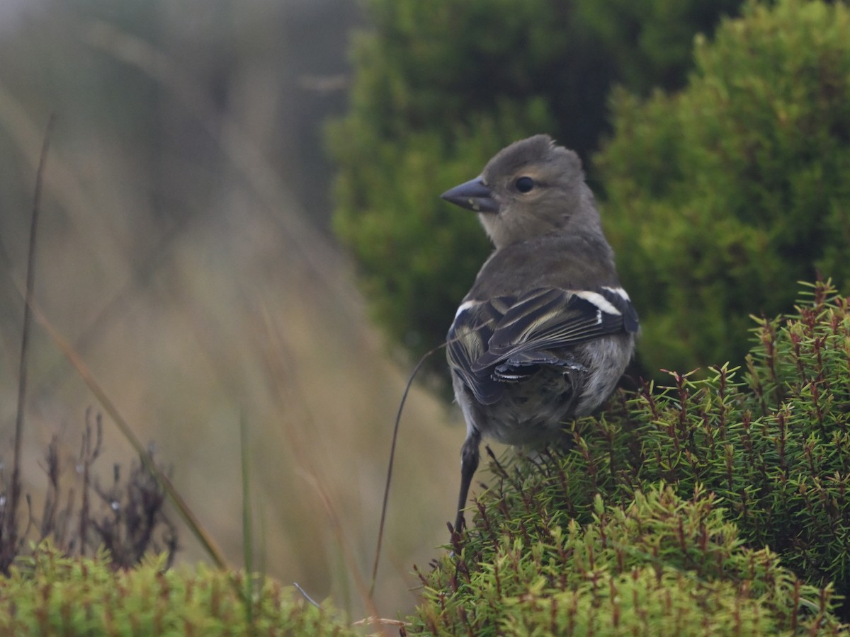 Azores Chaffinch - ML641672944