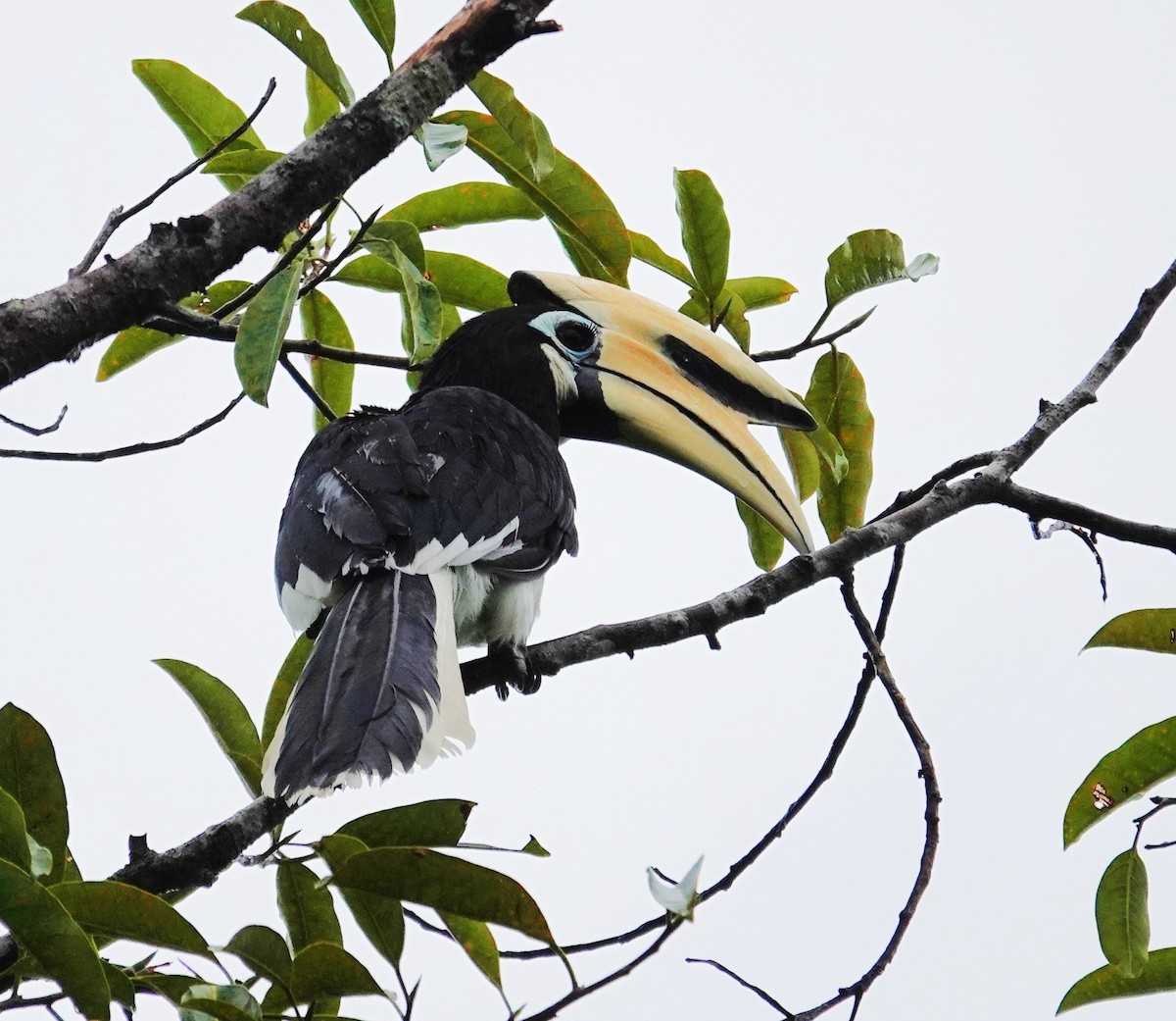 Oriental Pied-Hornbill - ML641672949