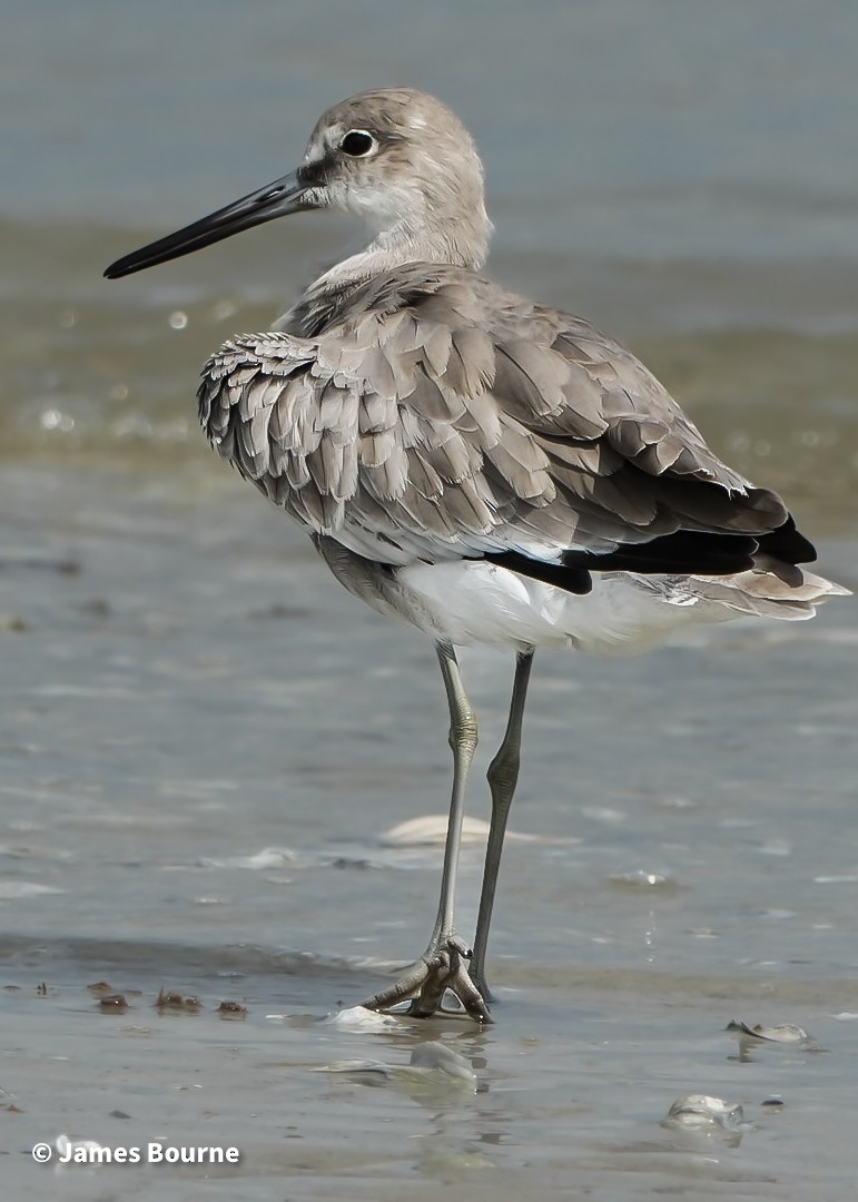 Willet - ML641672979