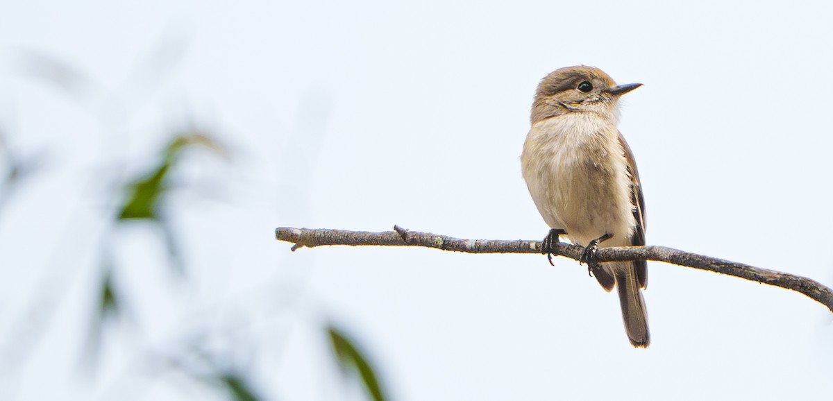 Red-capped Robin - ML641672982
