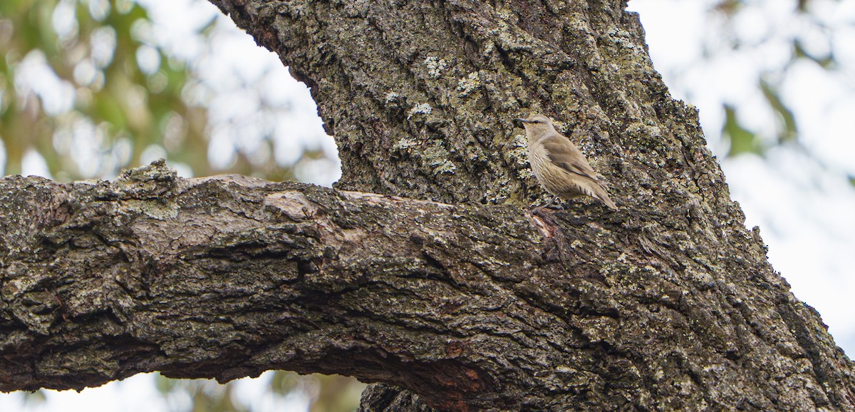 Brown Treecreeper - ML641672985