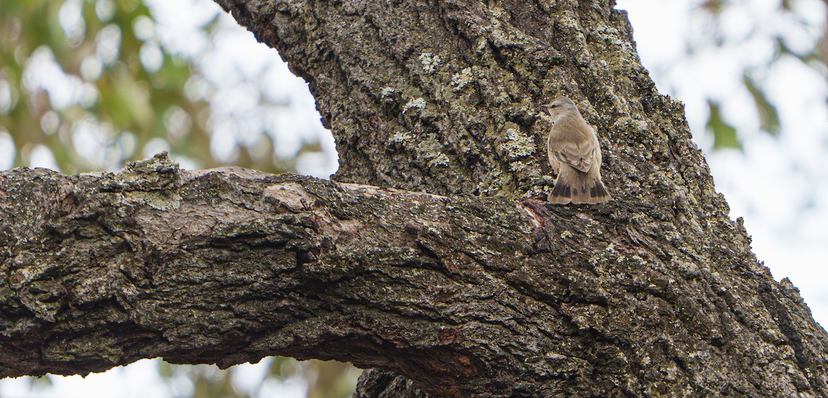 Brown Treecreeper - ML641672986