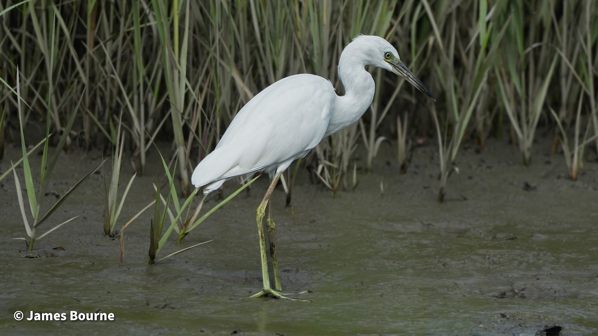 Little Blue Heron - ML641672987