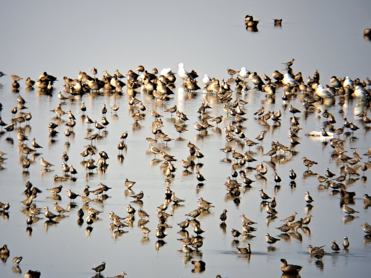 American Golden-Plover - ML641672992