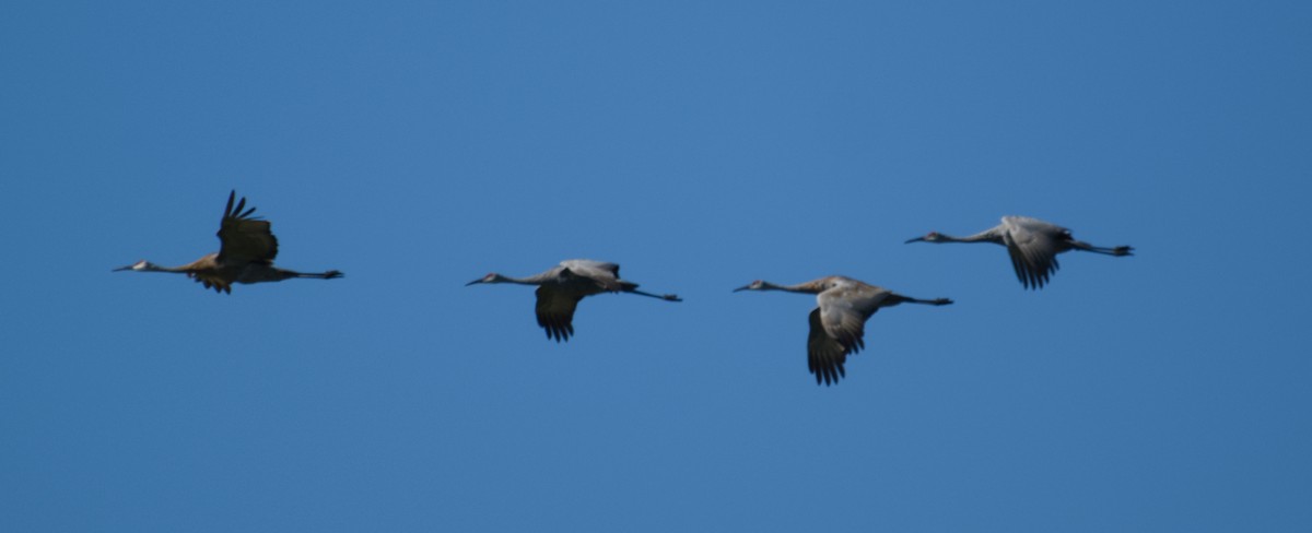 Sandhill Crane - ML641672995