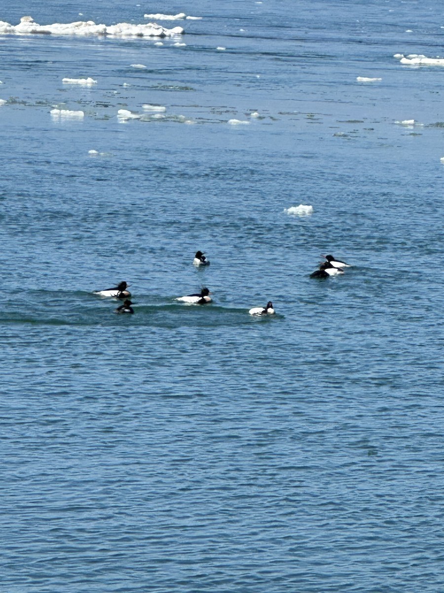 Red-breasted Merganser - ML641673087