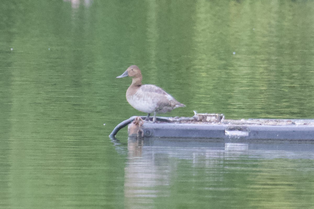 Canvasback - ML641673104