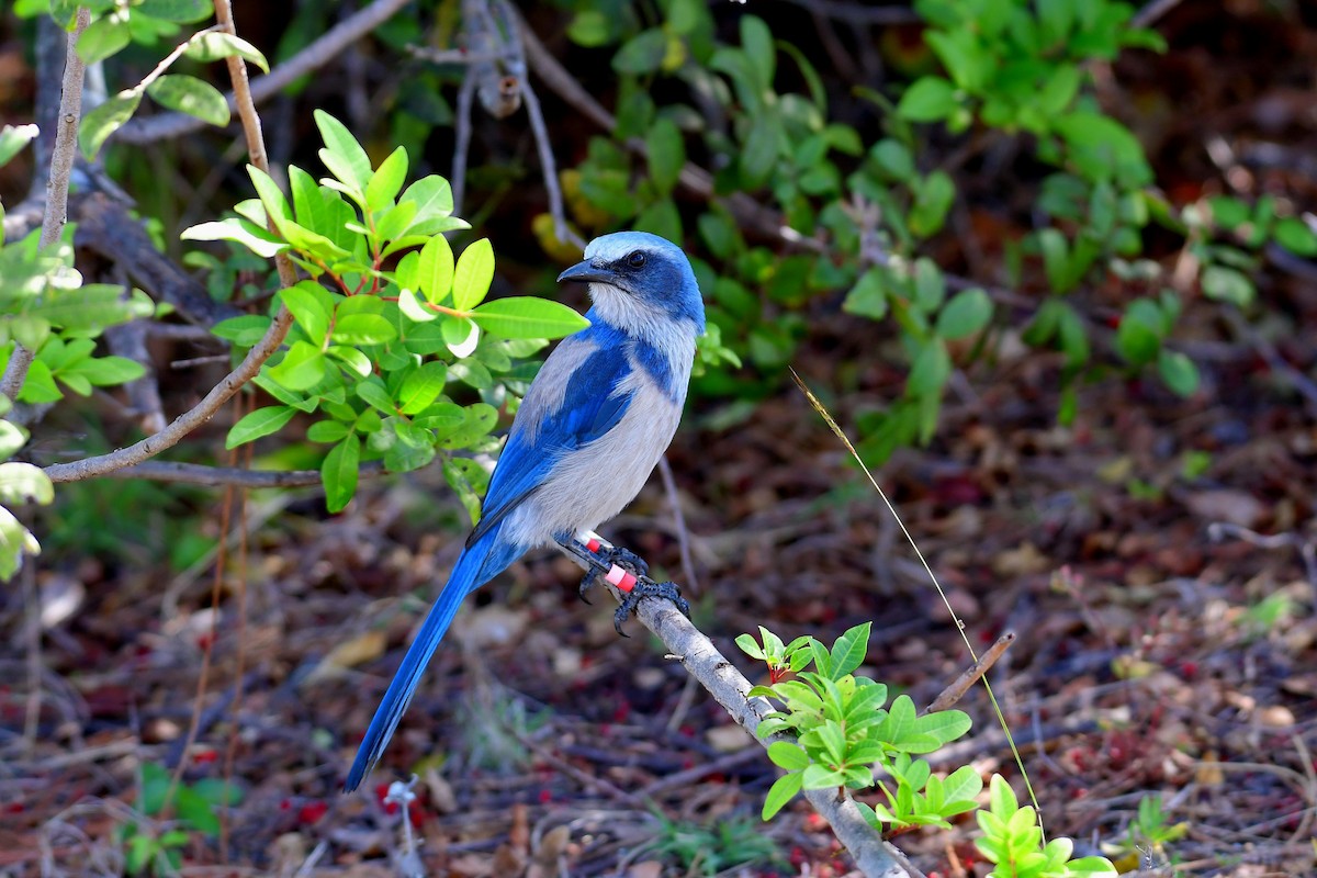 Florida Scrub-Jay - ML641673121
