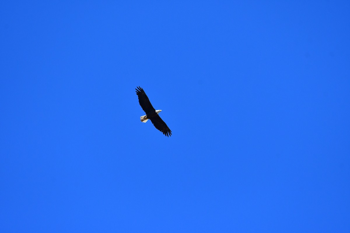 Itsas arrano buruzuria - ML641673126