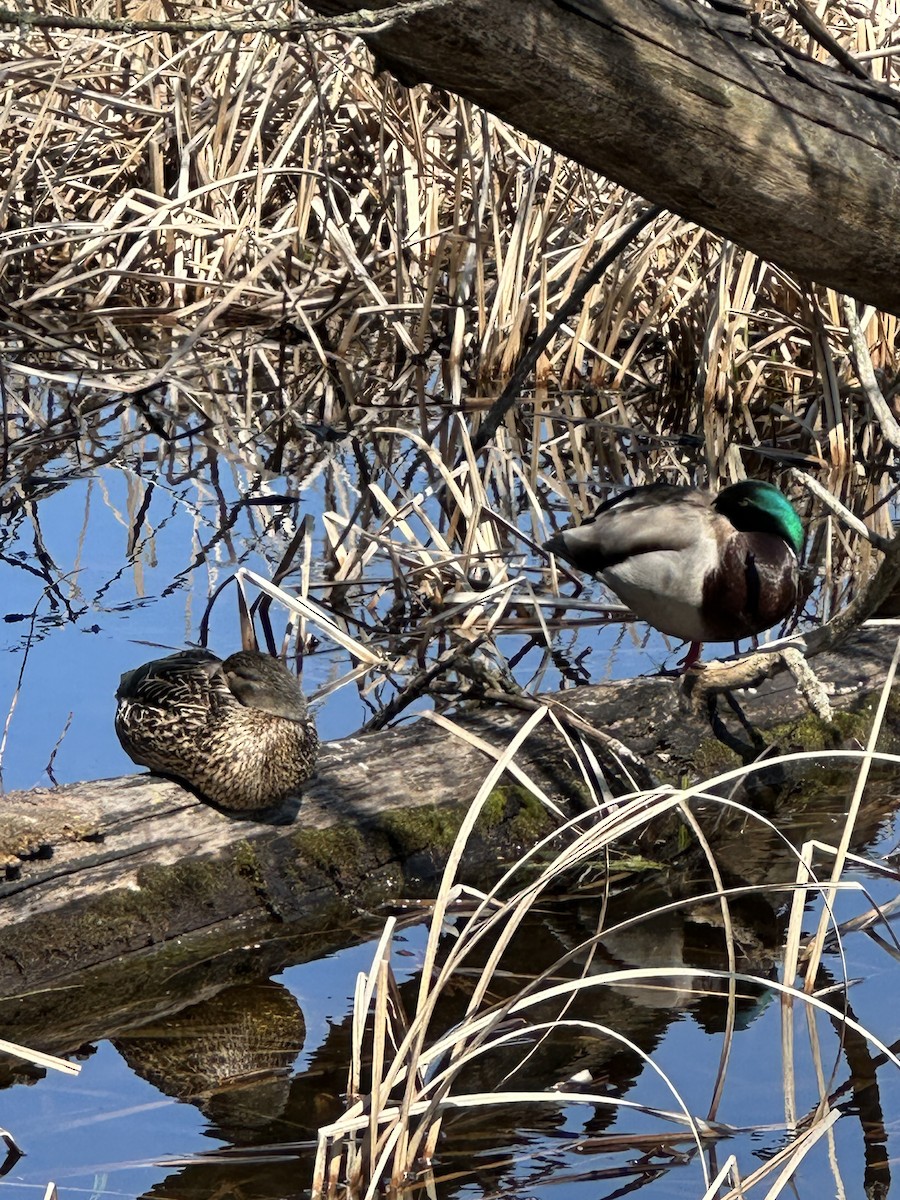 Mallard - ML641673133