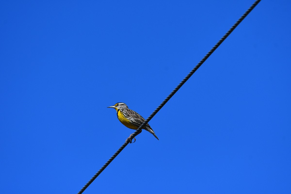Eastern Meadowlark - ML641673134