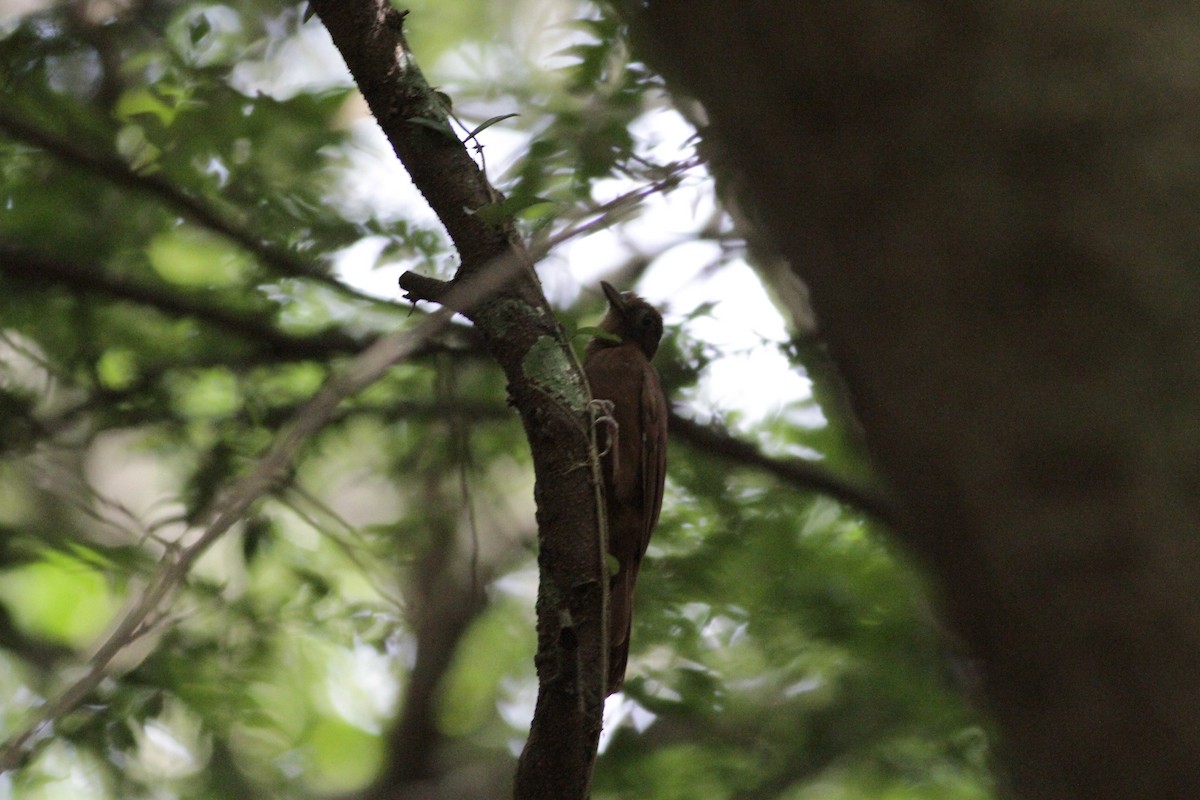 Ruddy Woodcreeper - ML641673241