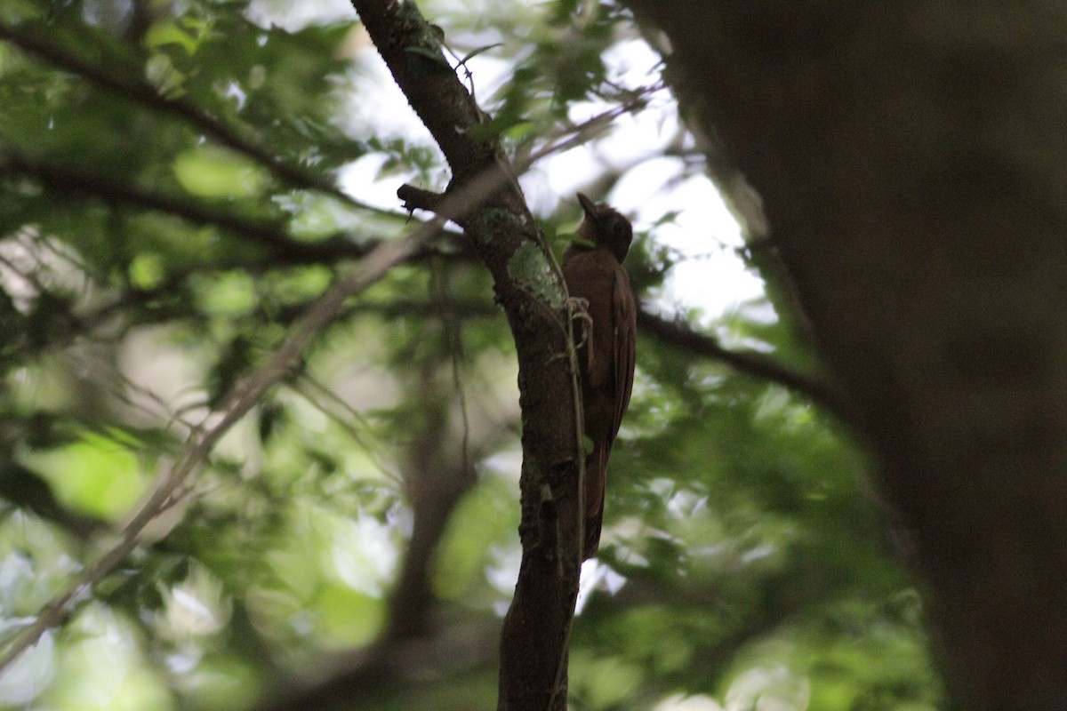 Ruddy Woodcreeper - ML641673243