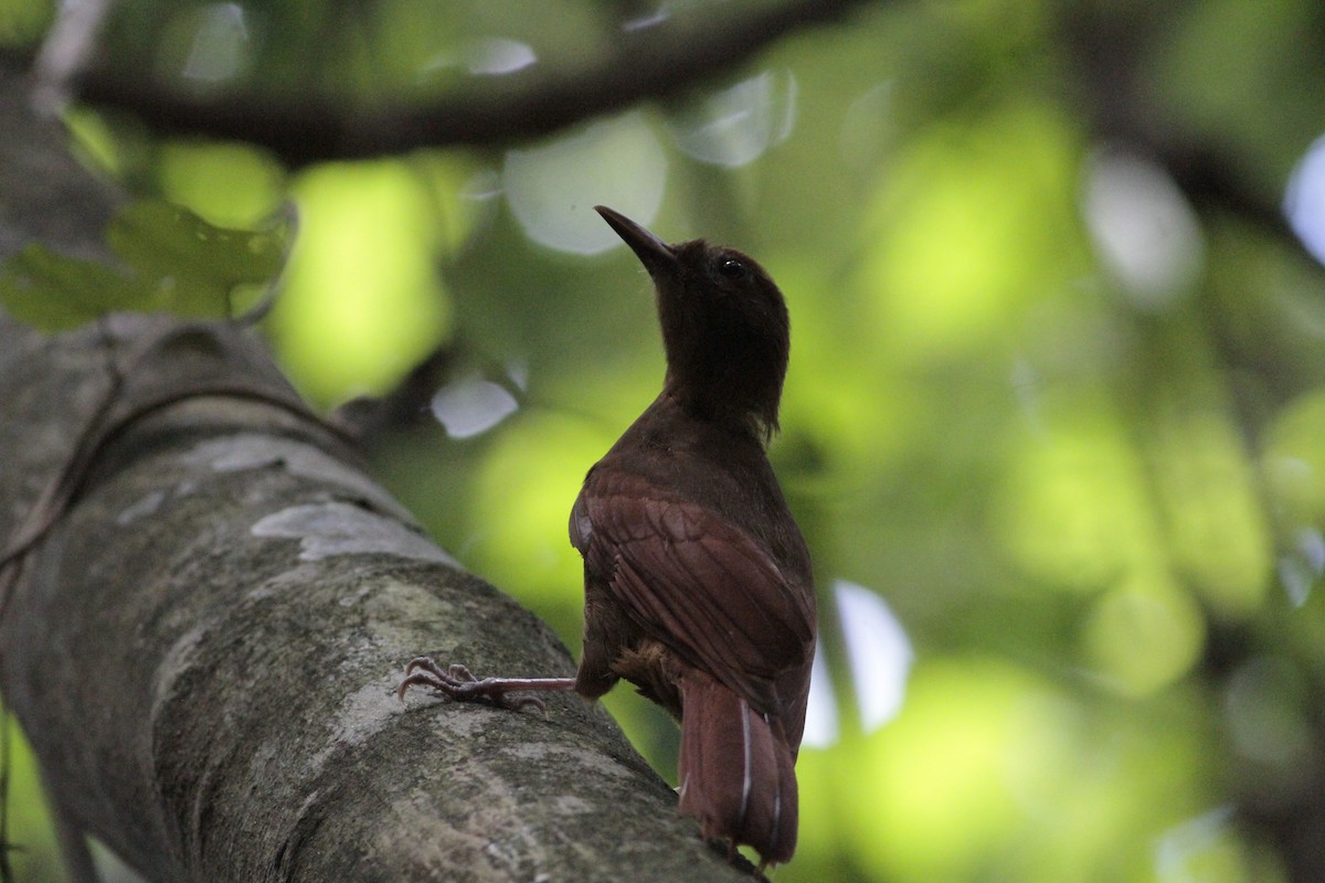Ruddy Woodcreeper - ML641673244