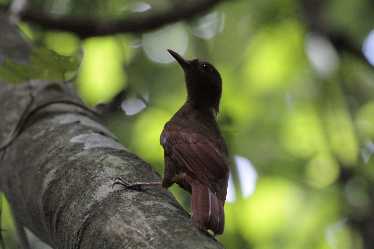 Ruddy Woodcreeper - ML641673245