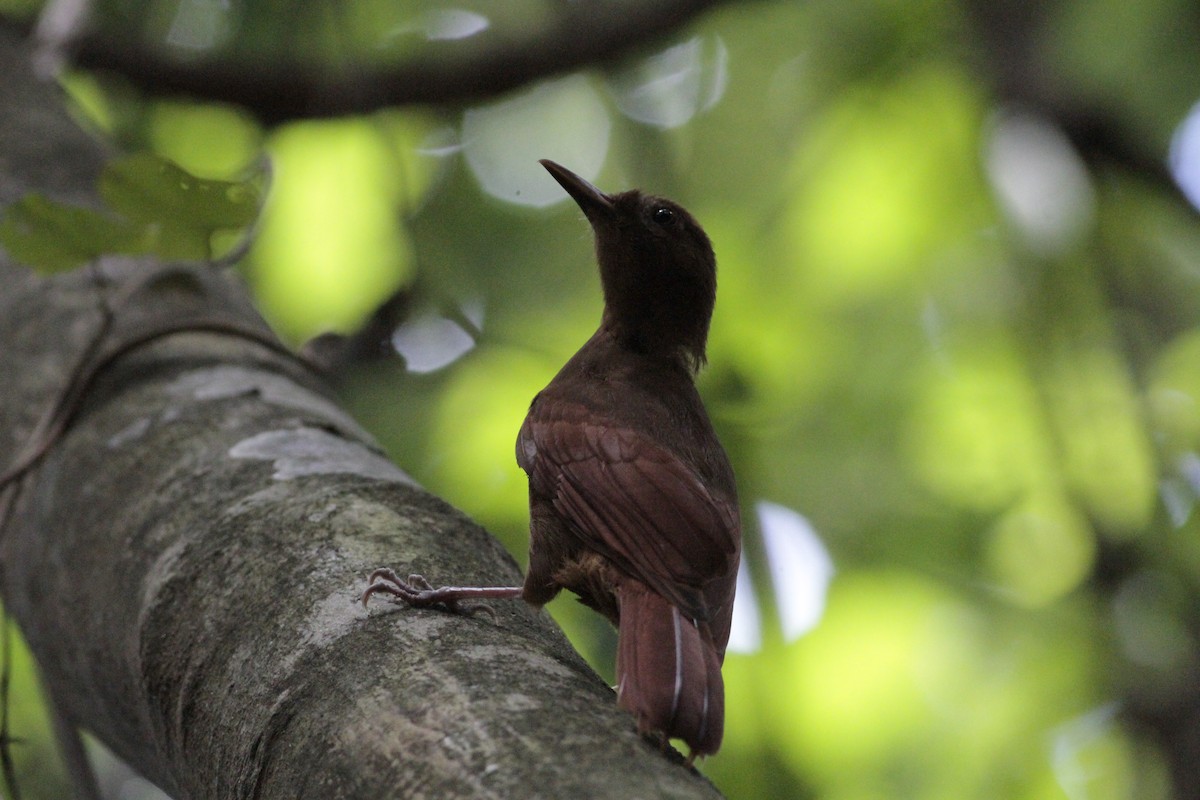 Ruddy Woodcreeper - ML641673246