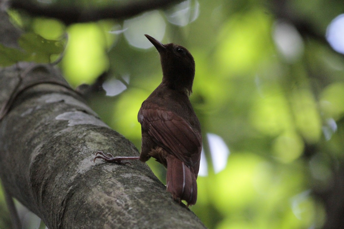 Ruddy Woodcreeper - ML641673247