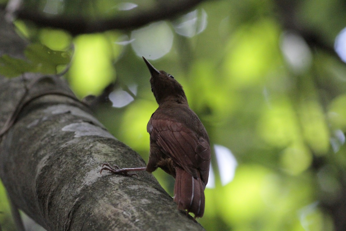 Ruddy Woodcreeper - ML641673248