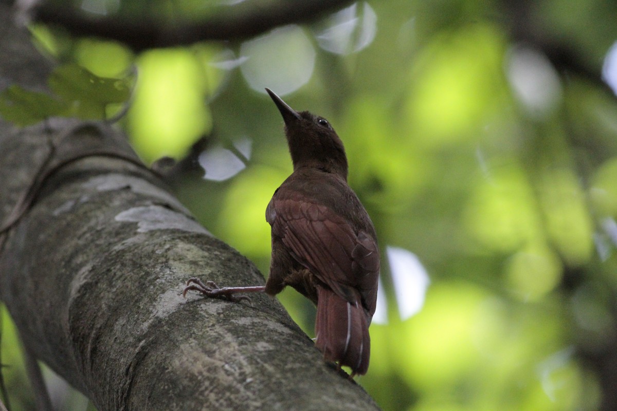 Ruddy Woodcreeper - ML641673250
