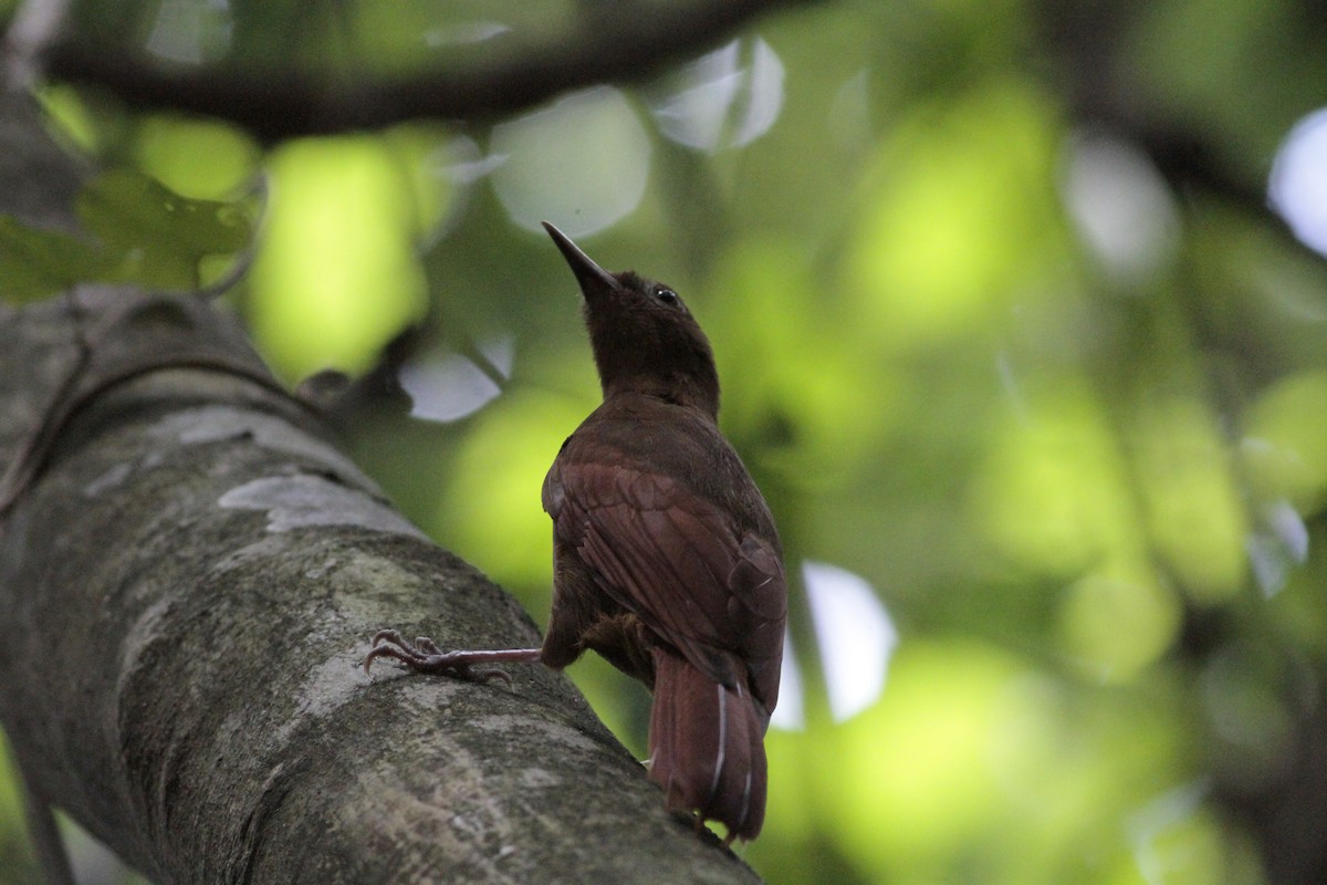 Ruddy Woodcreeper - ML641673251