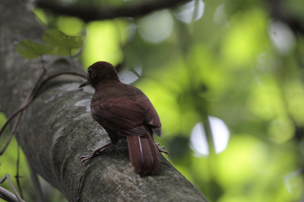 Ruddy Woodcreeper - ML641673252