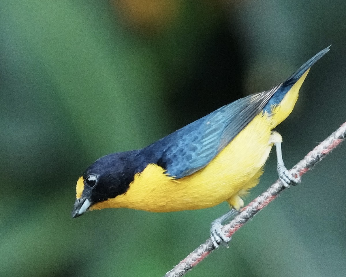 Purple-throated Euphonia - ML641673269