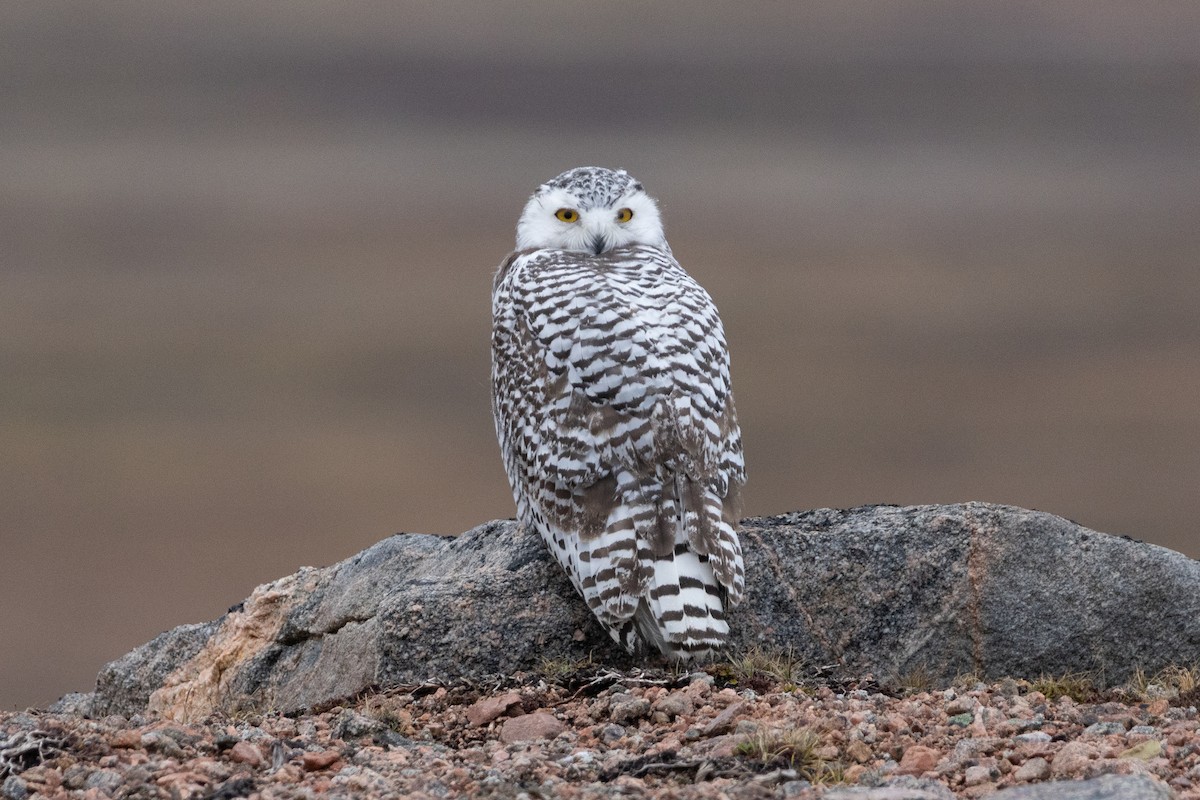 Snowy Owl - ML641673329