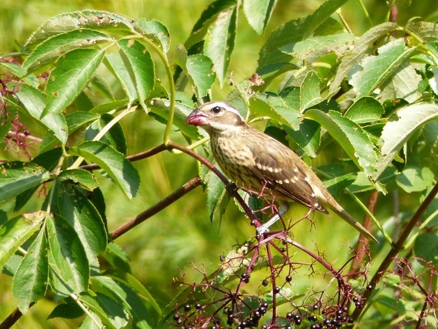 Rosenbrust-Kernknacker - ML641673354