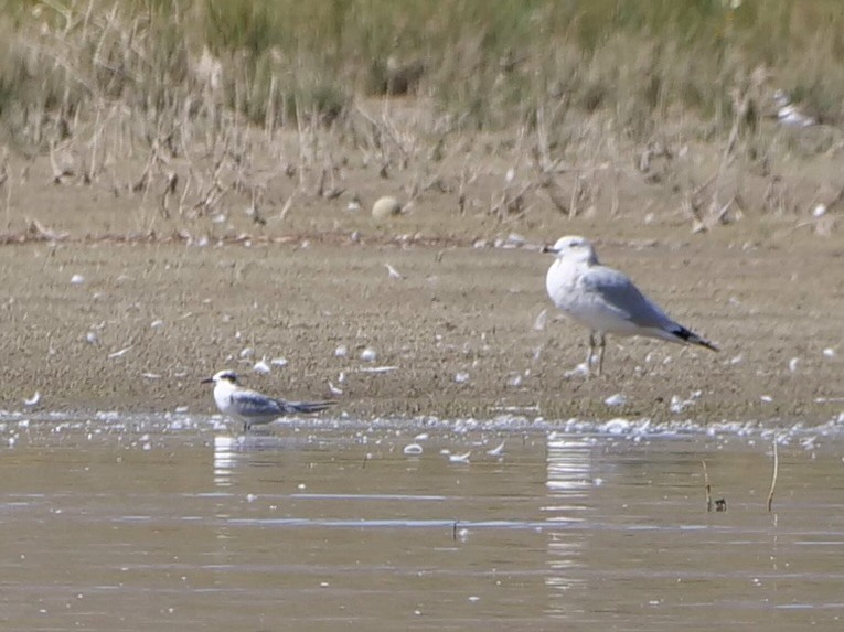 Forster's Tern - ML641673363
