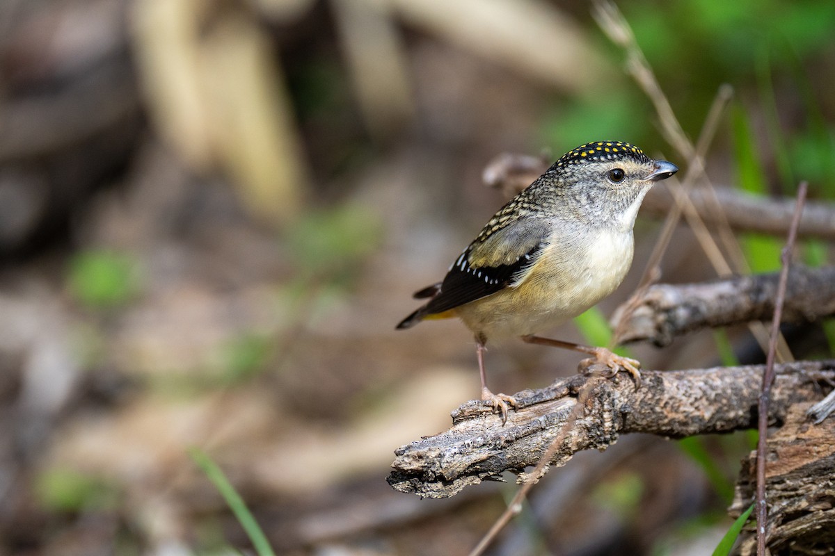 Pardalote pointillé - ML641673380