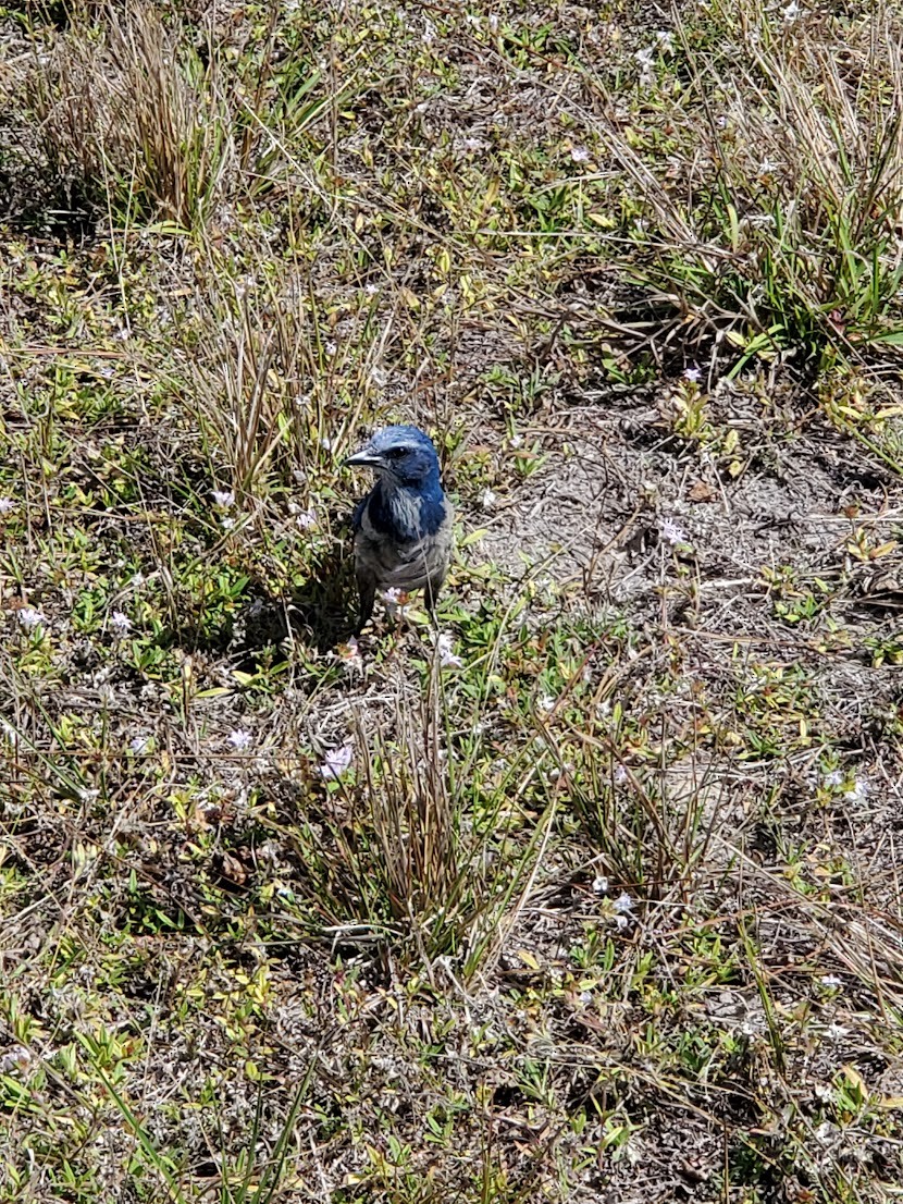 Florida Scrub-Jay - ML641673404