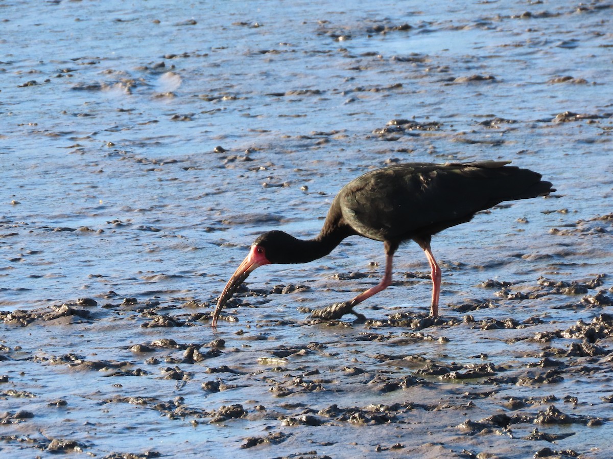 Bare-faced Ibis - ML641673461