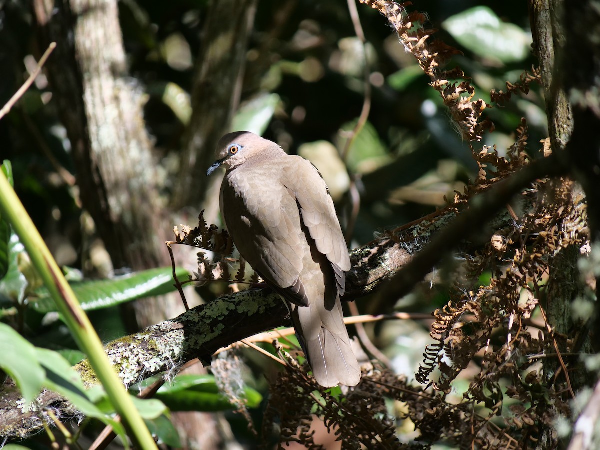 Lined Quail-Dove - ML641673472