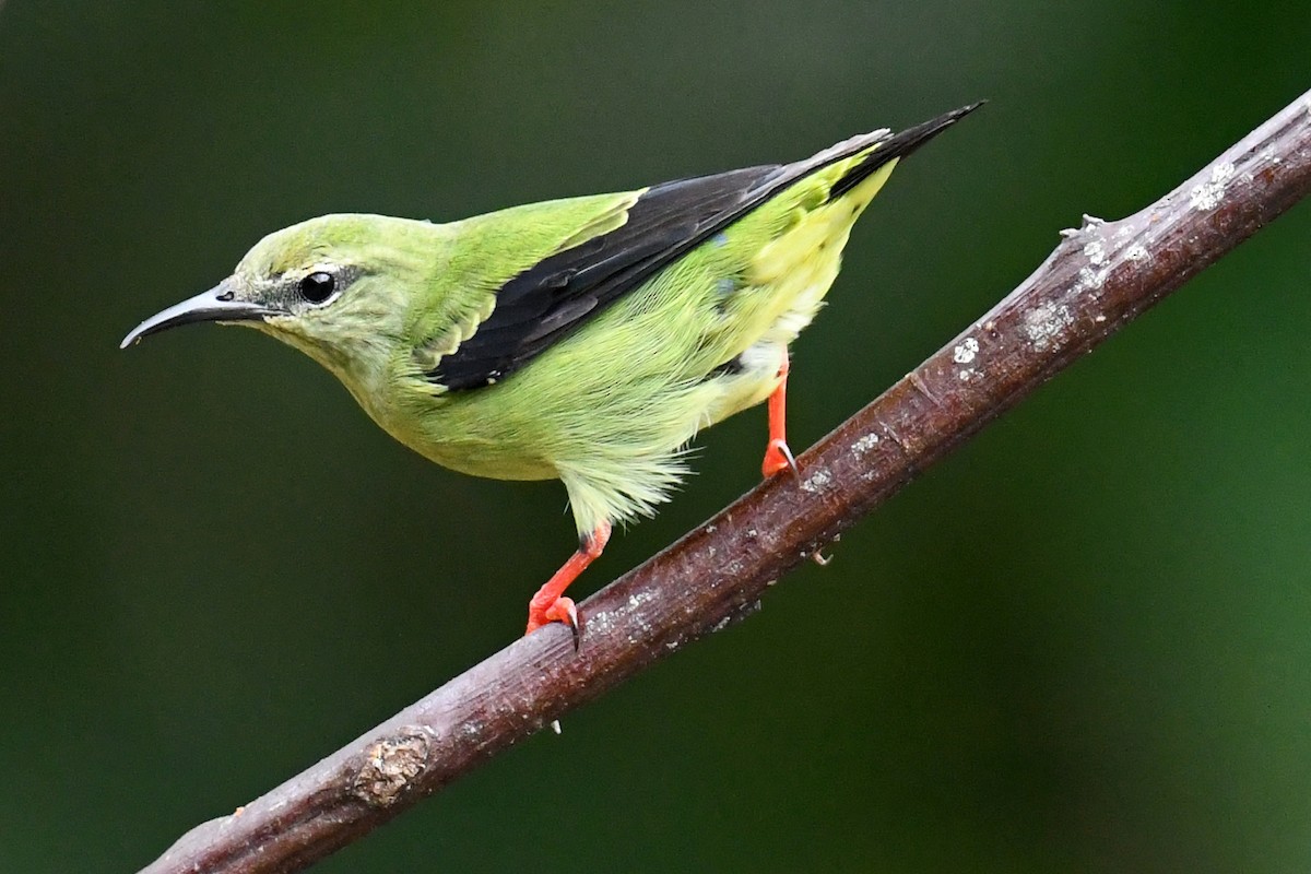 Red-legged Honeycreeper - ML641673479