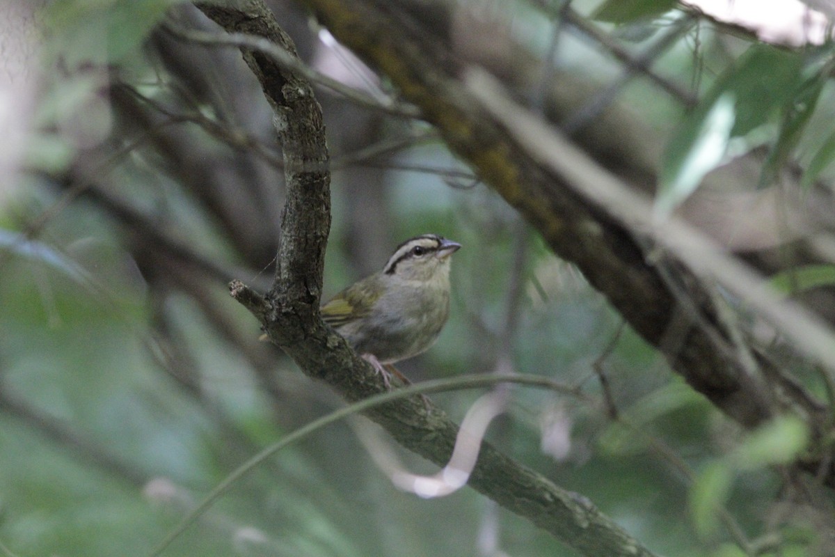 Olive Sparrow - ML641673480