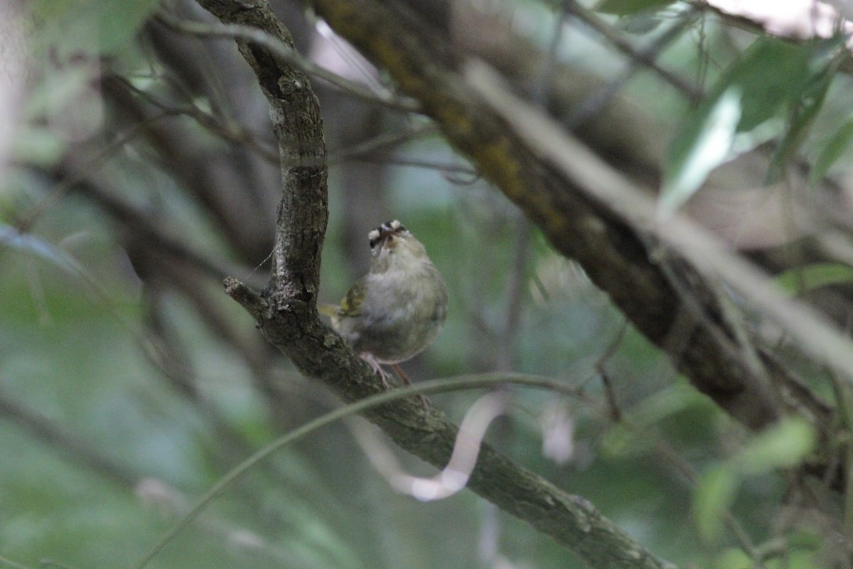 Olive Sparrow - ML641673481